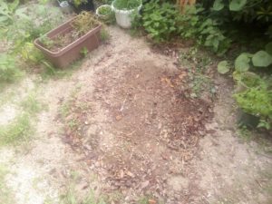 落ち葉を拾ってきた