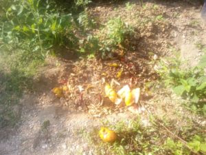 生ごみを埋める