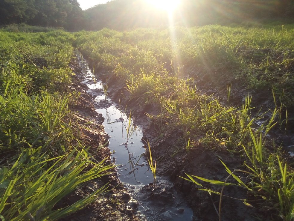 2年目の田んぼの畝