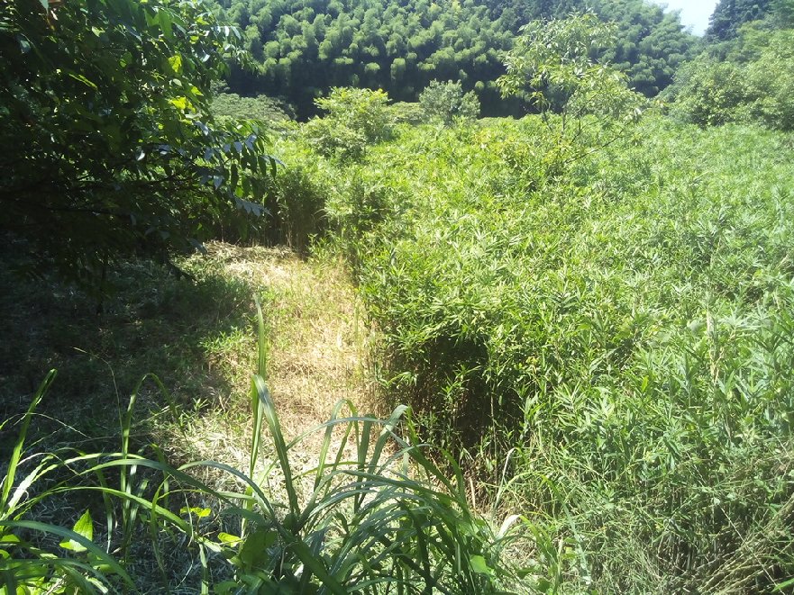 笹の耕作放棄地