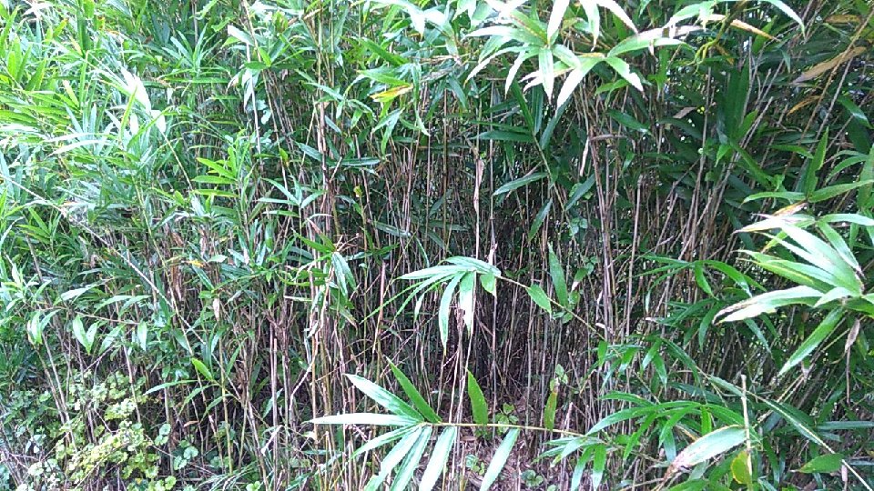笹だらけの田圃跡地